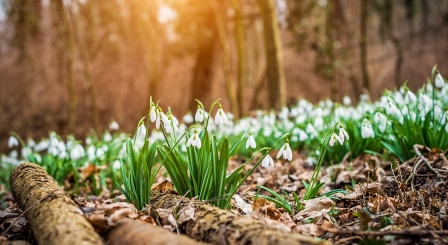 Snowdrops in a wood