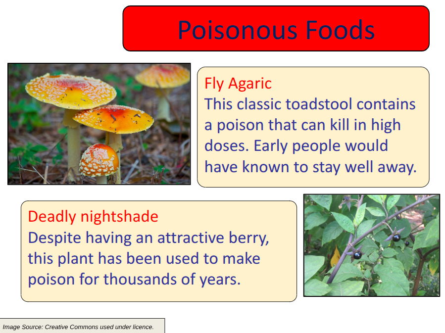Stone Age Guide to Hunting and Foraging Food