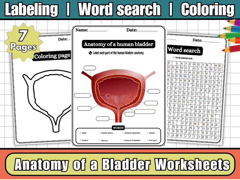 Bladder Anatomy Worksheets | Labeling Diagram | Word Search | Coloring-Urinary System Science