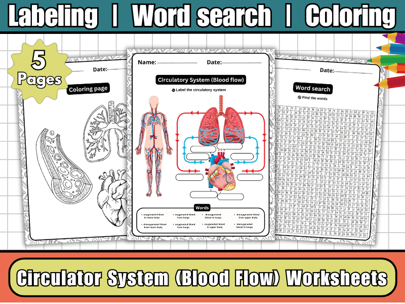 Circulatory System (Blood Flow) Worksheets-Labeling Diagram-Word Search | Coloring-Science Resource