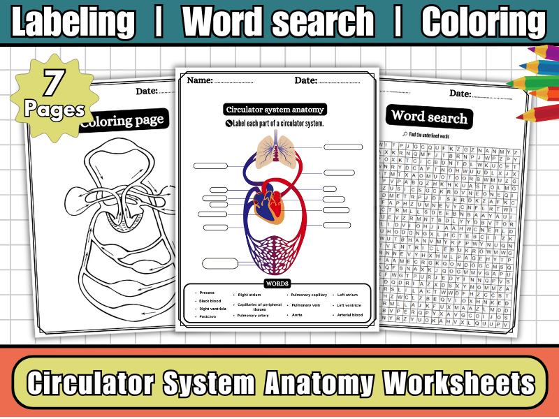Circulatory System Anatomy Worksheet | Labeling Diagram | Word Search | Coloring-Human Body Science