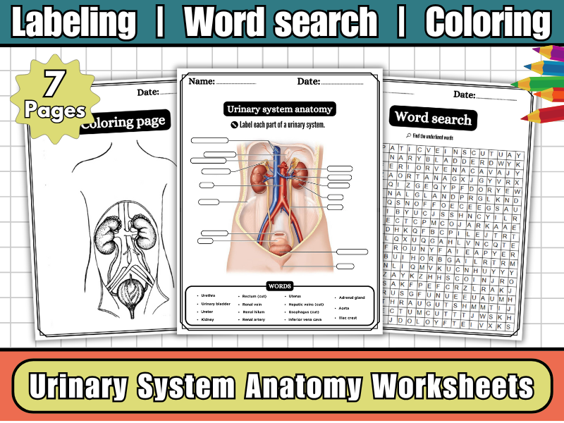 Urinary System Anatomy Worksheet | Labeling Diagram | Word Search | Coloring- Human Body Science